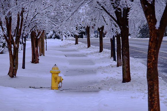 Davidson in the Snow