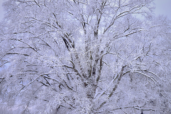 Davidson in the Snow