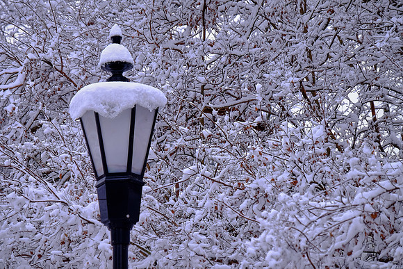 Davidson in the Snow