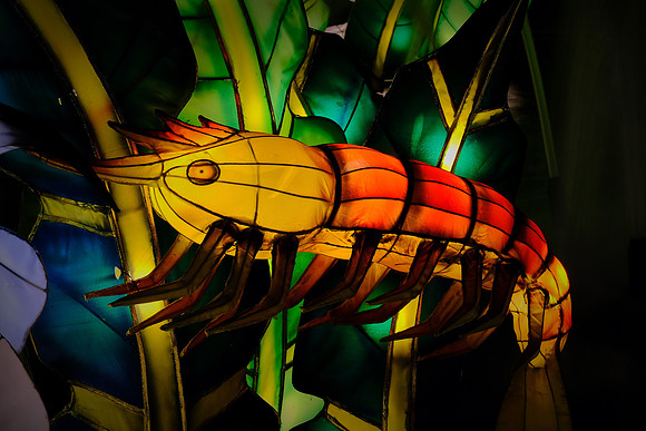 Chinese Lantern Festival