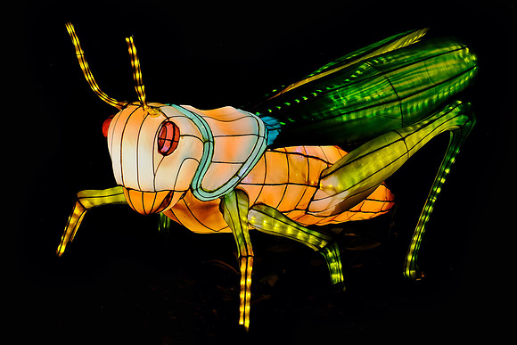 Chinese Lantern Festival