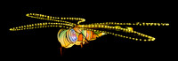 2017 Sept - Chinese Lantern Festival
