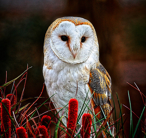 Carolina Raptor Center, Huntersville, NC