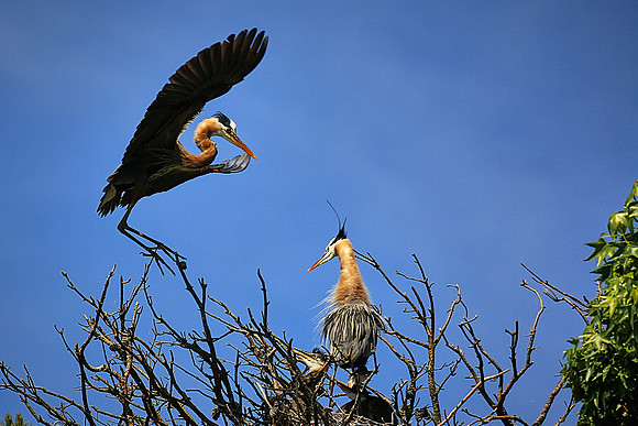 Great Blue Heron On Final Approach
