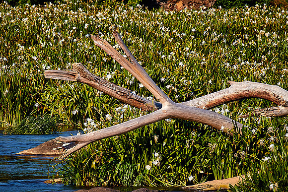 Landsford Canal State Park, SC