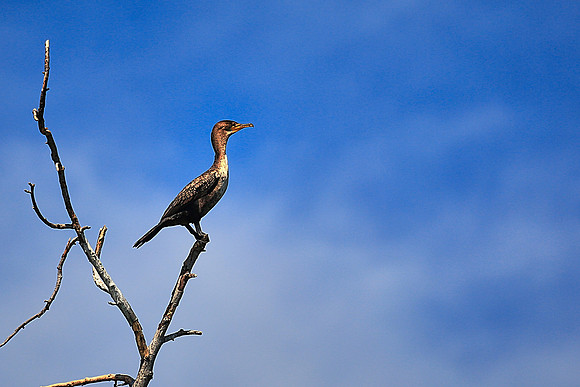 Cormorant on Lake Norman Blue Heron Rookery