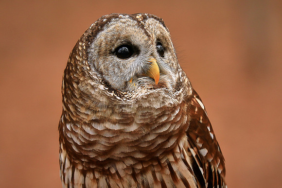 Carolina Raptor Center, Huntersville, NC