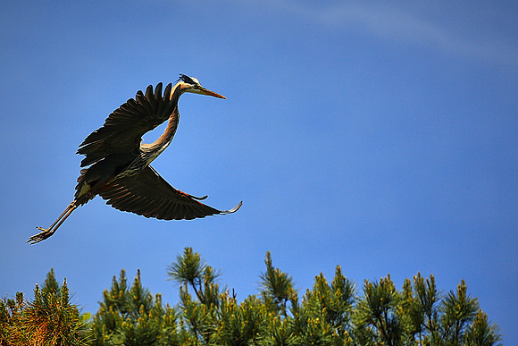 Great Blue Heron On Final Approach