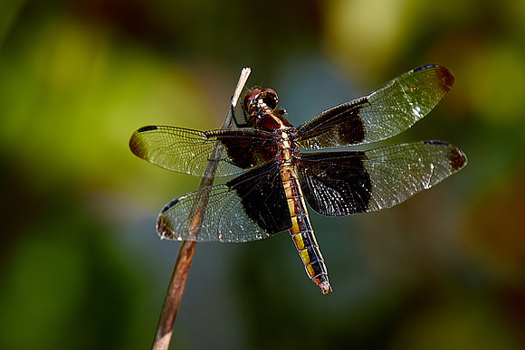 Dragonfly, Sun City Carolina Lakes, SC