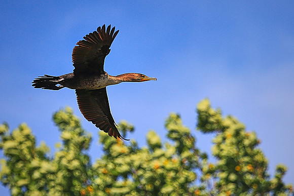 Cormorant on Lake Norman Blue Heron Rookery