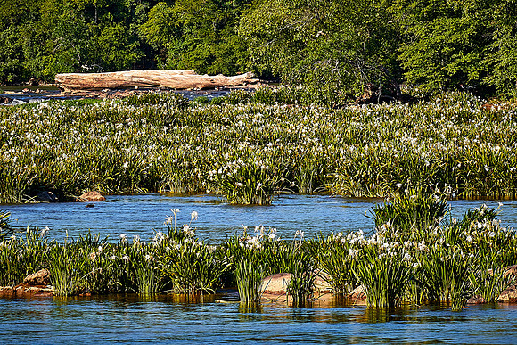 Landsford Canal State Park, SC