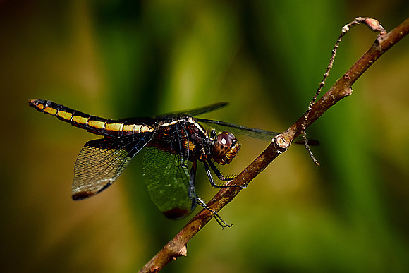 Dragonfly, Sun City Carolina Lakes, SC