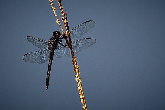 Dragonfly, Sun City Carolina Lakes, SC