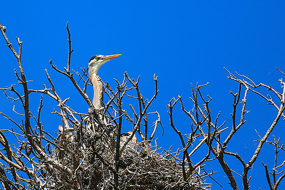 Lake Norman Blue Heron Rookery