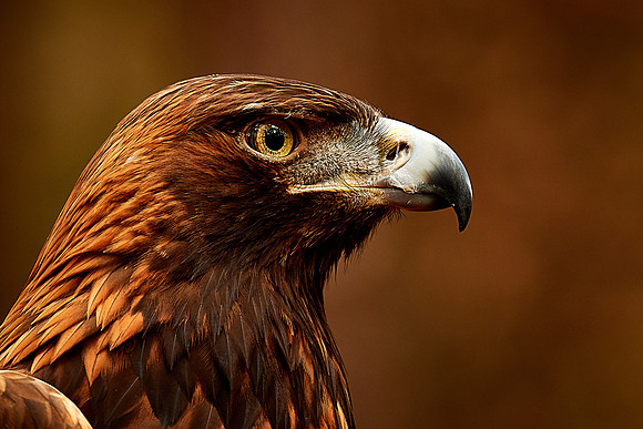 Carolina Raptor Center, Huntersville, NC