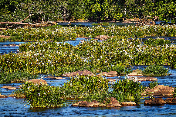Landsford Canal State Park, SC