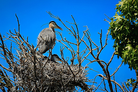 Lake Norman Blue Heron Rookery