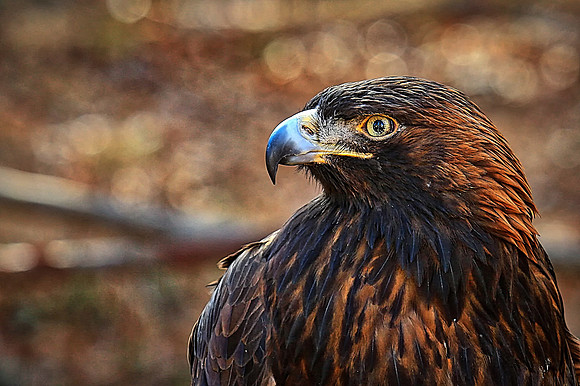 Carolina Raptor Center, Huntersville, NC