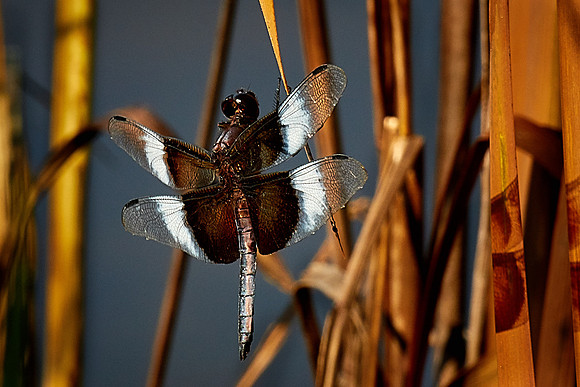 Dragonfly, Sun City Carolina Lakes, SC