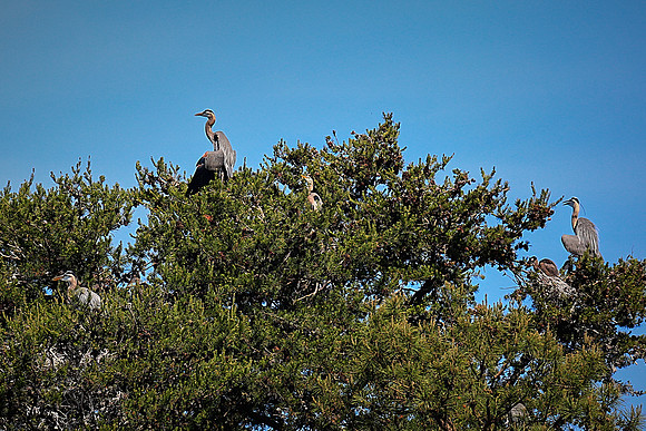 Lake Norman Blue Heron Rookery