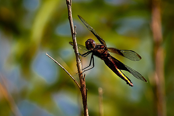 Dragonfly, Sun City Carolina Lakes, SC
