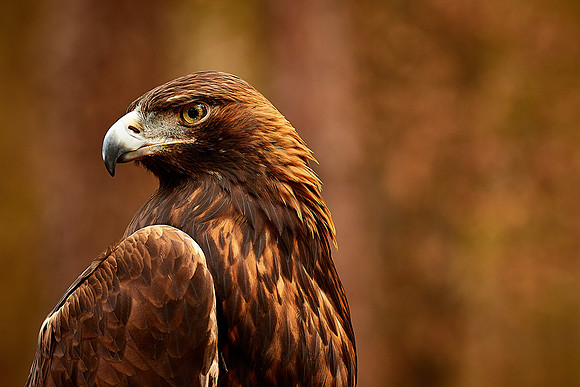Carolina Raptor Center, Huntersville, NC