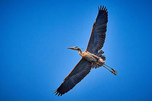 Lake Norman Great Blue Heron Rookery
