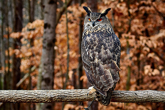 Carolina Raptor Center, Huntersville, NC