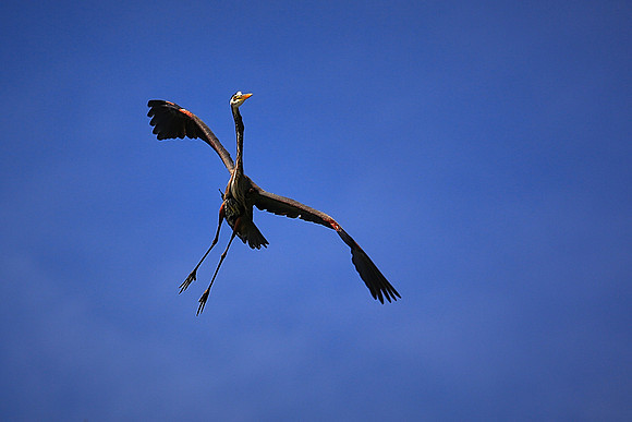 Great Blue Heron On Final Approach