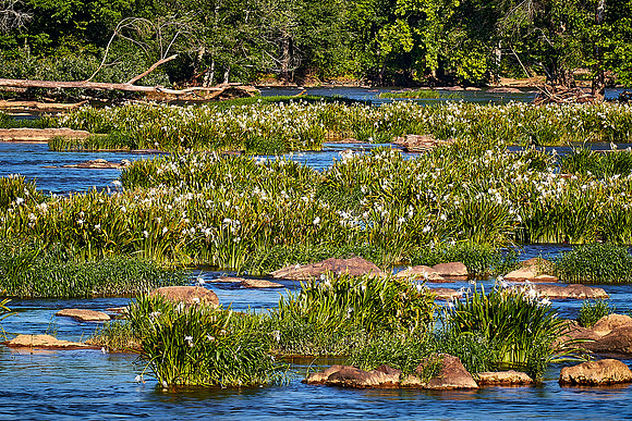 Landsford Canal State Park, SC