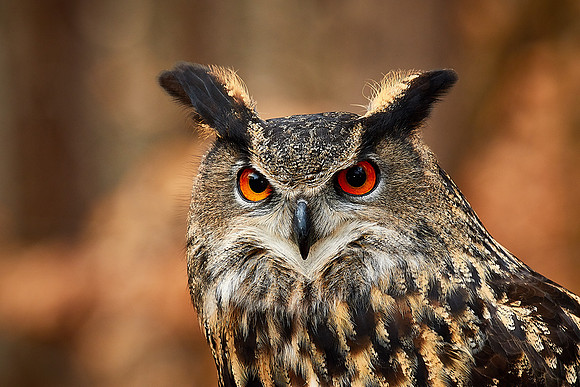 Carolina Raptor Center, Huntersville, NC
