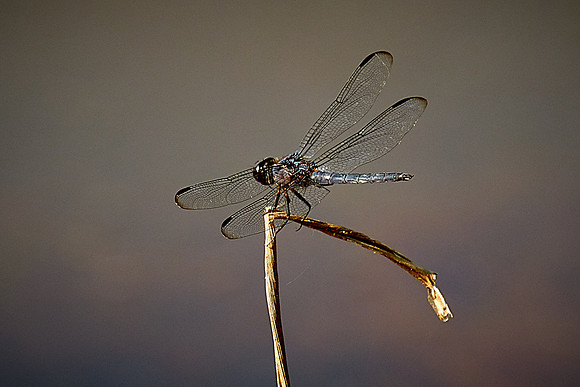 Dragonfly, Sun City Carolina Lakes, SC