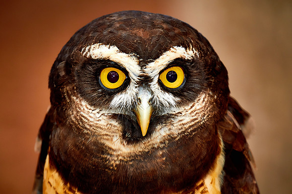 Carolina Raptor Center, Huntersville, NC