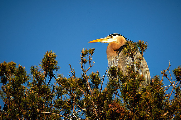 Lake Norman Great Blue Heron Rookery