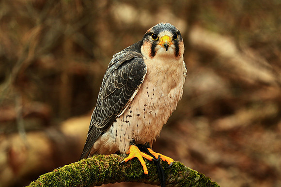 Carolina Raptor Center, Huntersville, NC