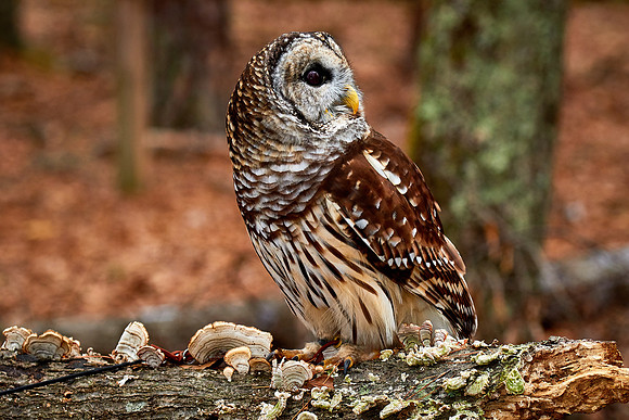 Carolina Raptor Center, Huntersville, NC