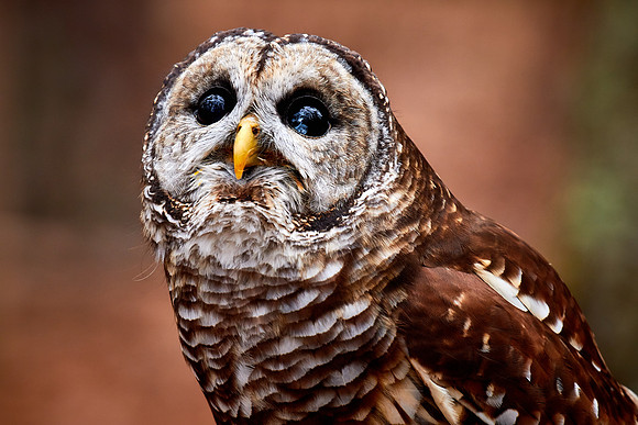 Carolina Raptor Center, Huntersville, NC