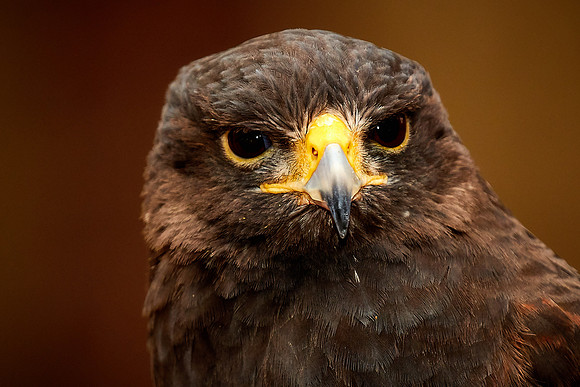 Carolina Raptor Center, Huntersville, NC