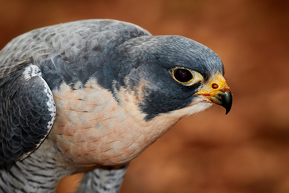 Carolina Raptor Center, Huntersville, NC