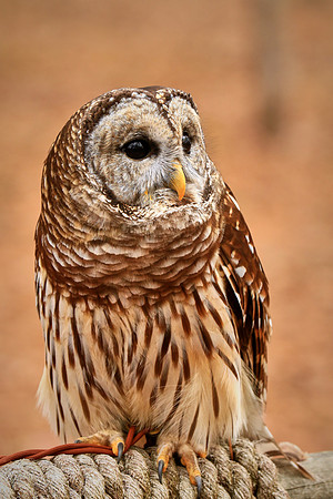 Carolina Raptor Center, Huntersville, NC