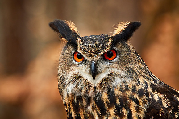 Carolina Raptor Center, Huntersville, NC