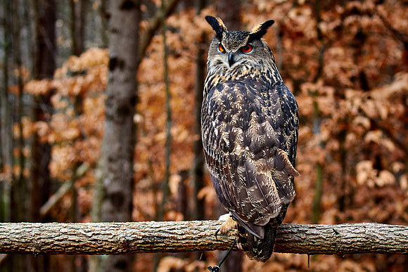 Carolina Raptor Center, Huntersville, NC