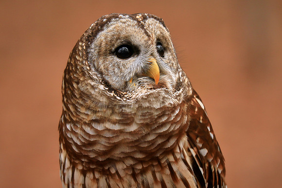 Carolina Raptor Center, Huntersville, NC