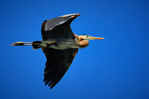 Lake Norman Blue Heron Rookery