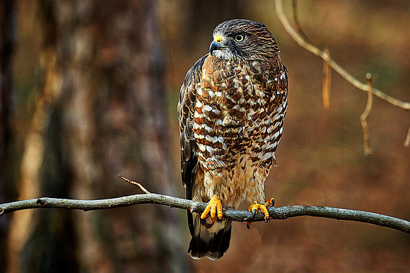 Carolina Raptor Center, Huntersville, NC