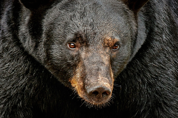 Black Bears, Northern Minnesota