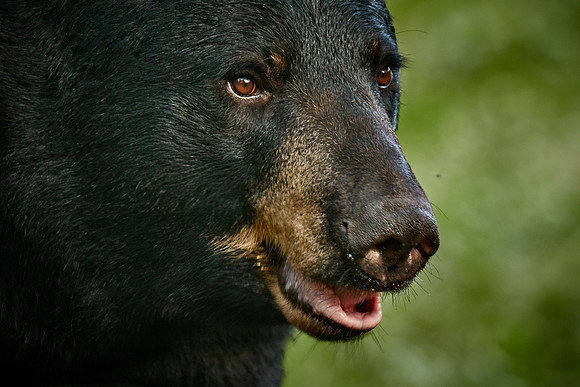 Black Bears, Northern Minnesota