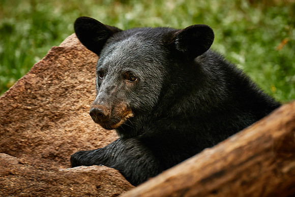 Black Bears, Northern Minnesota
