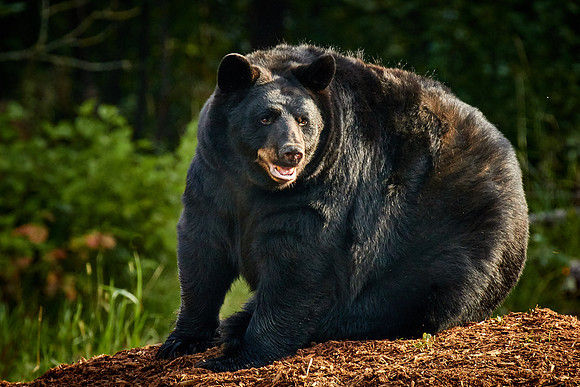Black Bears, Northern Minnesota