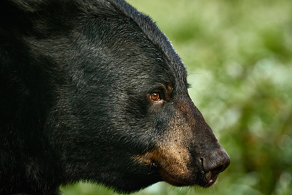 Black Bears, Northern Minnesota